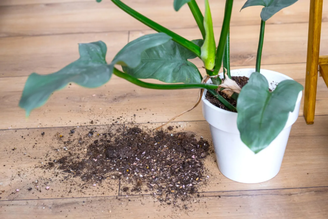 Come rinvasare una monstera? Una guida completa passo dopo passo