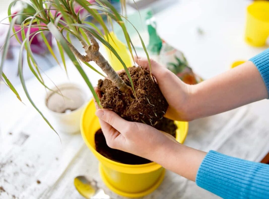 Il trapianto dei fiori: quando e come farlo affinché rimangano in salute?