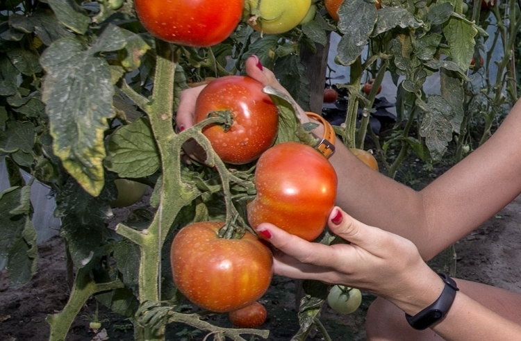 Annaffiare i pomodori con il lievito: come preparare un concime fatto in casa e prendersi cura del raccolto?